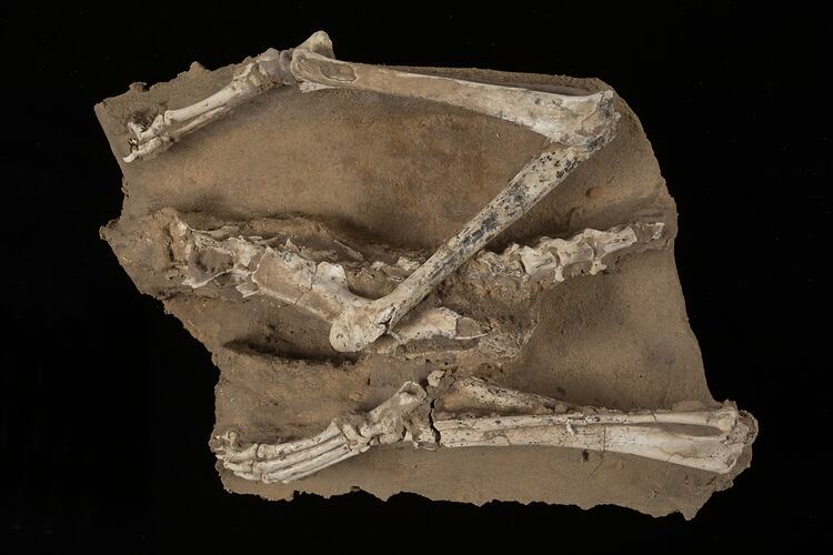 Fossil Thylacine skeleton half buried in matrix.
