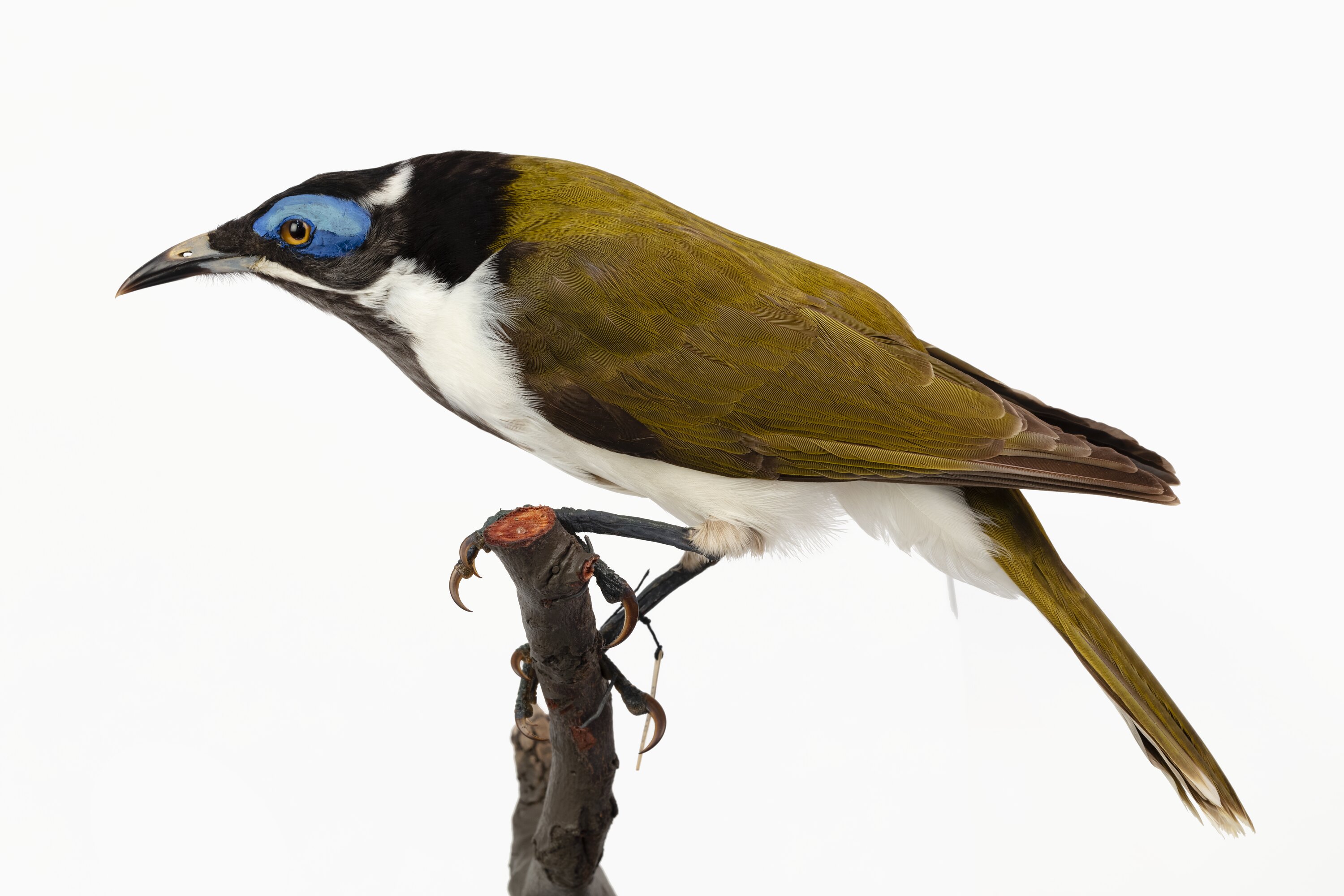 Research Focus, Victorian Birds - Blue-faced Honeyeater, Entomyzon