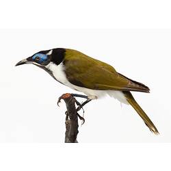 Mounted bird specimen with brown and white feathers and blue area near its eye.