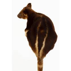 Mounted tree kangaroo specimen with brown and cream fur, with long tail hanging down.