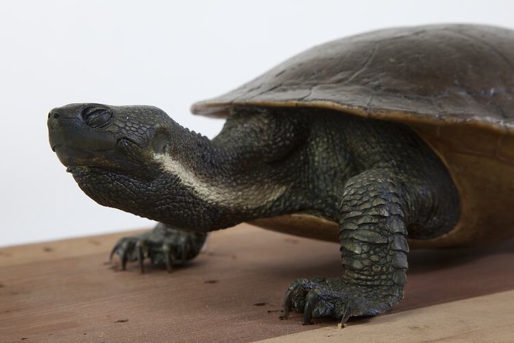 Macquarie turtle mounted on a board