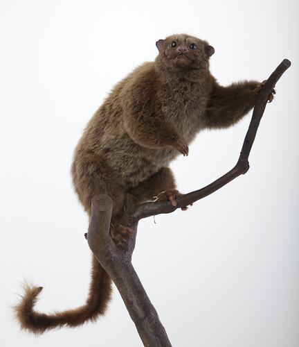 Possum specimen mounted on branch.