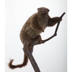 Possum specimen mounted on branch.