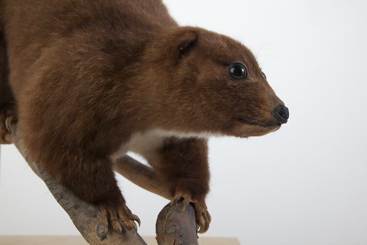 <em>Phalanger carmelitae</em>, Mountain Cuscus, mounted specimen. Registration no. C 2912.