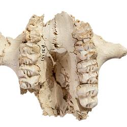 Fossil mammal upper jaw bone.