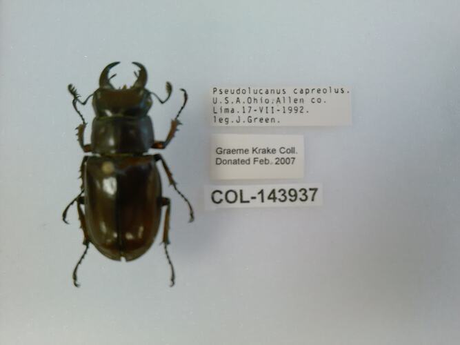 Shiny black beetle specimen with large mandibles, pinned next to text labels.