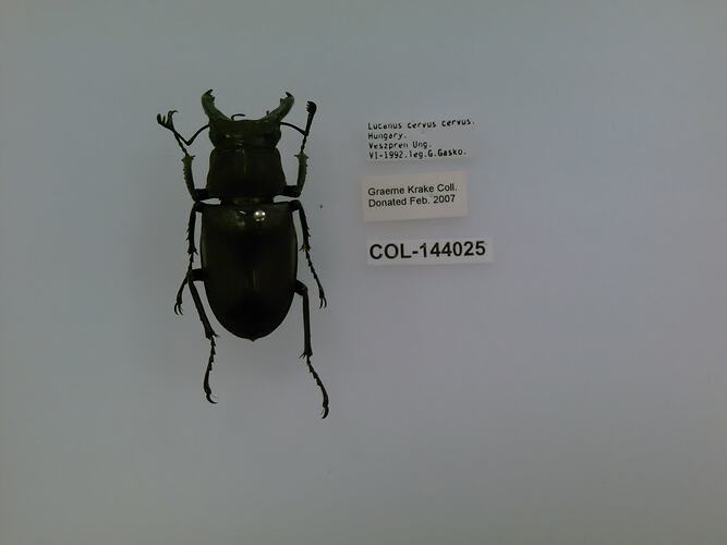 Shiny black beetle specimen with large mandibles, pinned next to text labels.