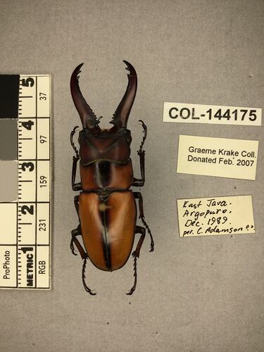 Dorsal view of pinned beetle specimen with labels.