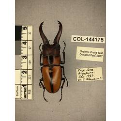 Dorsal view of pinned beetle specimen with labels.