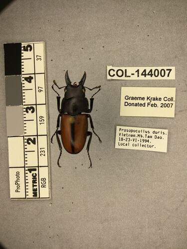 Shiny metallic brown beetle specimen with large mandibles, pinned next to text labels.