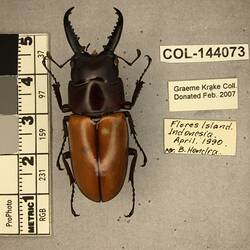 Shiny metallic brown beetle specimen with large mandibles, pinned next to text labels.