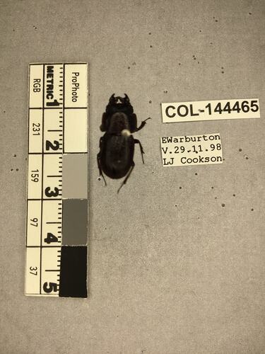 Shiny brown beetle specimen with large mandibles, pinned next to text labels.