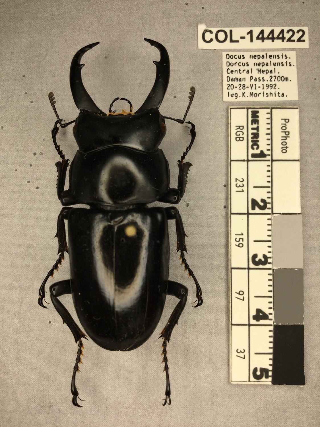 Dorcus nepalensis (Hope, 1831)