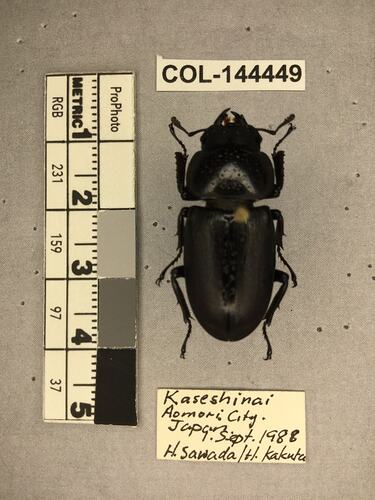 Shiny brown beetle specimen with large mandibles, pinned next to text labels.