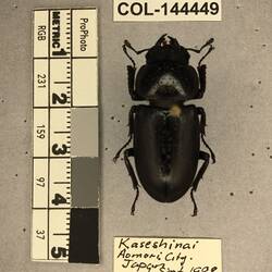 Shiny brown beetle specimen with large mandibles, pinned next to text labels.