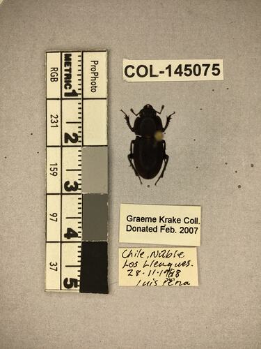 Dorsal view of pinned beetle specimen with labels.