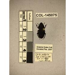 Dorsal view of pinned beetle specimen with labels.