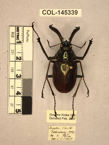 Shiny brown beetle specimen with large mandibles, pinned next to text labels.