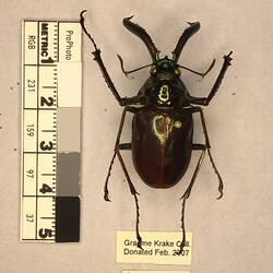 Shiny brown beetle specimen with large mandibles, pinned next to text labels.