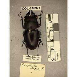 Dorsal view of pinned beetle specimen with labels.