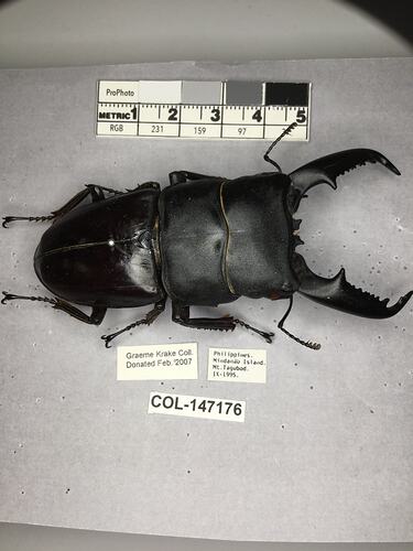 Shiny brown beetle specimen with large mandibles, pinned next to text labels.