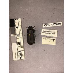 Dorsal view of pinned beetle specimen with labels.