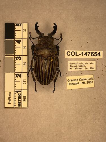 Shiny brown beetle specimen with large mandibles, pinned next to text labels.