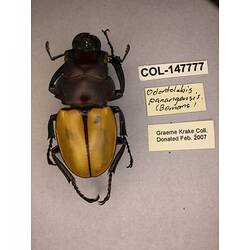 Dorsal view of pinned beetle specimen with labels.