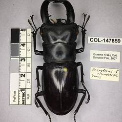 Shiny brown beetle specimen with large mandibles, pinned next to text labels.