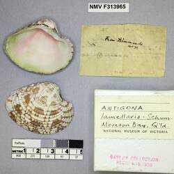 Dry Venus Clam shell beside labels.