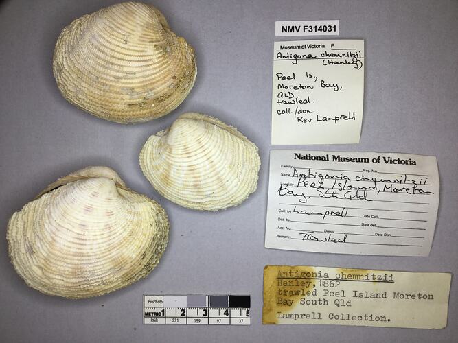 Dry Venus Clam shells beside labels.