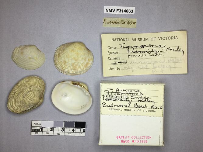 Dry Venus Clam shells beside labels.