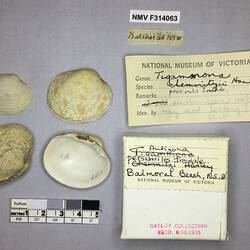 Dry Venus Clam shells beside labels.