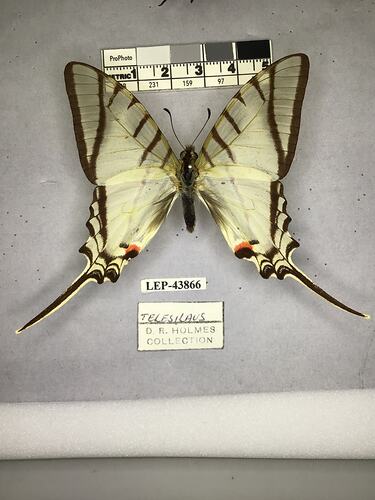 Pinned butterfly specimen beside label.