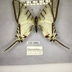 Pinned butterfly specimen beside label.