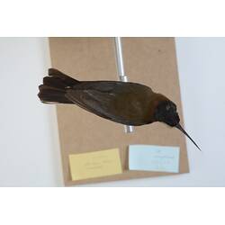 <em>Acanthorhynchus tenuirostris tenuirostris</em>, Eastern Spinebill. [B 21340]