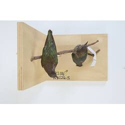 <em>Chalcites lucidus</em>, Shining Bronze-Cuckoo. [B 7204, B 21263]