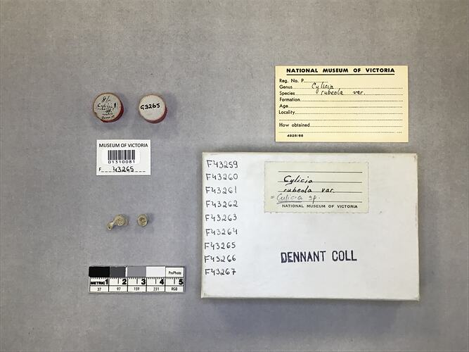 Dry stony coral specimen beside labels.