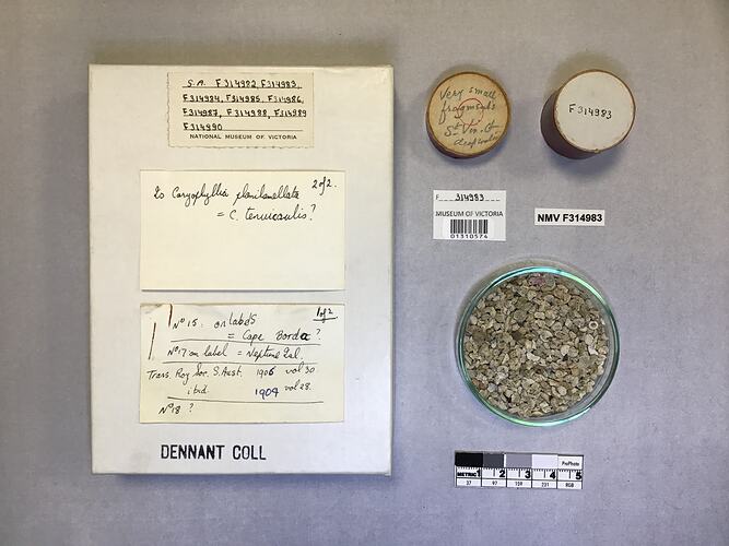 Dry stony coral specimens in dish beside labels.
