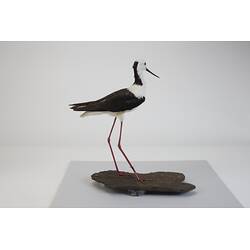 <em>Himantopus himantopus leucocephalus</em>, Black-winged Stilt. [B 32995]