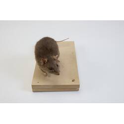 <em>Rattus fuscipes</em>, Australian Bush Rat. [C 6871]