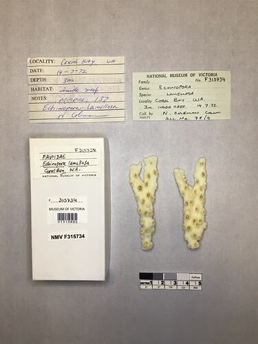 Dry coral specimens beside labels.