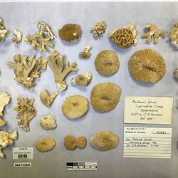 Dry stony coral specimens beside labels.
