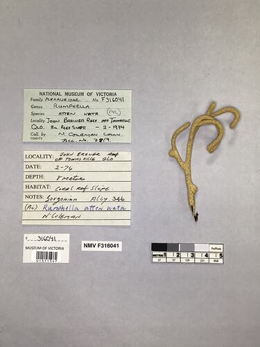 Dry soft coral specimen beside labels.