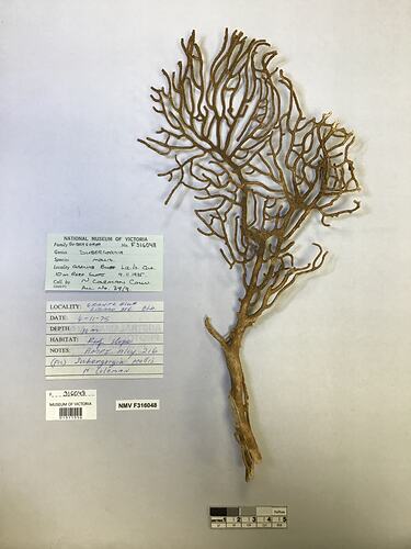 Dry soft coral specimen beside labels.