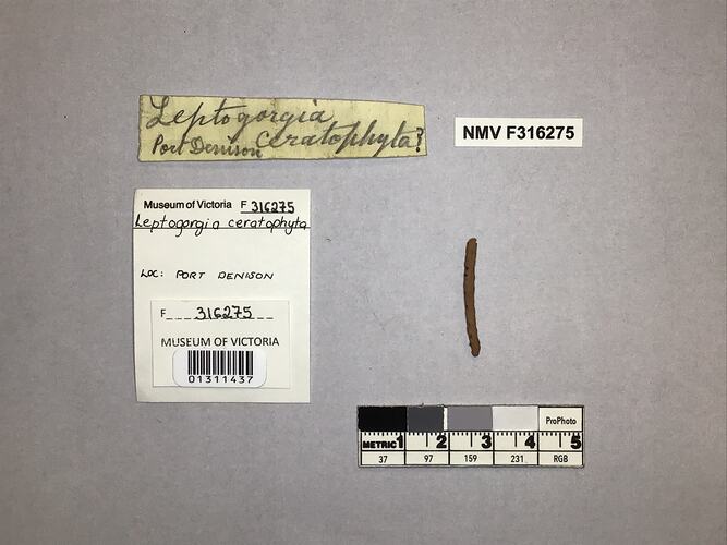 Dry soft coral specimen beside labels.