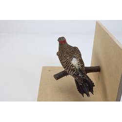 <em>Colaptes auratus</em>, Northern Flicker. [61408]