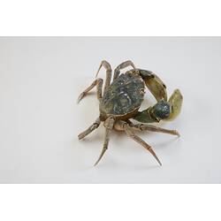 <em>Carcinus maenas</em>, European Shore Crab. [J 20921]