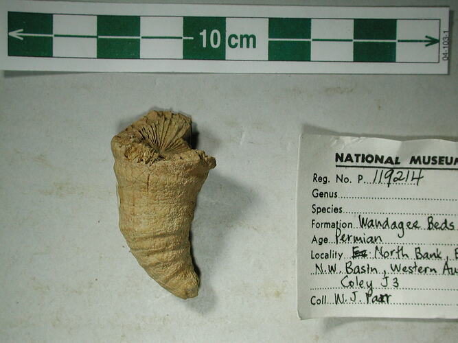 Cone-shaped fossil invertebrate.