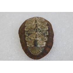 <em>Plaxiphora Plaxiphora albida</em>, chiton. [F 20183]